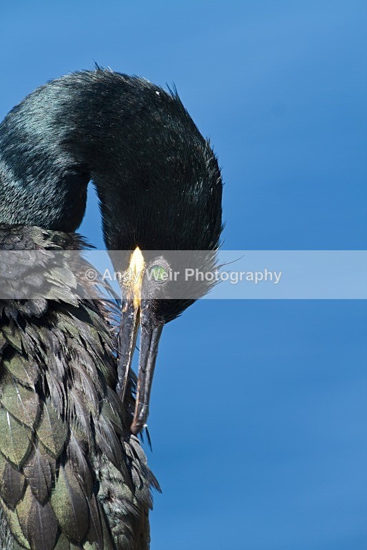 20120531-_MG_9769 - Cormorants & Shags
