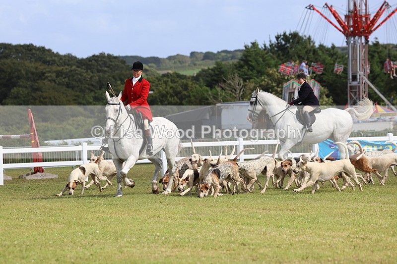 3E7A3363 - Parade of Hounds