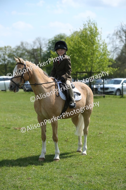 20250427-3429 - Class 8 - Handsomest Gelding