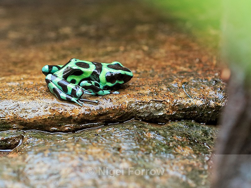 Green and Black Poison Frog, La Paz Gardens, Costa Rica - REPTILES & AMPHIBIANS