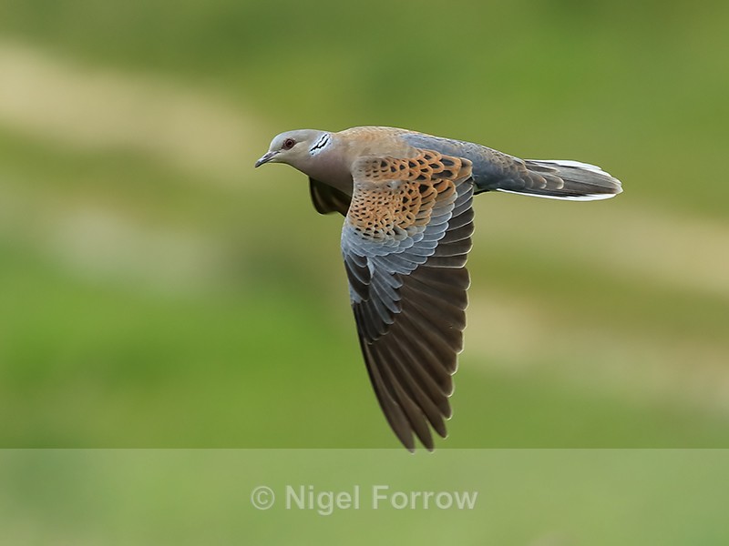 Turtle Dove flying, wings down, Otmoor RSPB - Turtle Dove