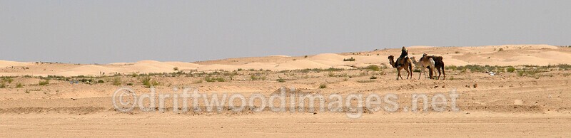 Douz Sahara Desert group of camels - Tunisia