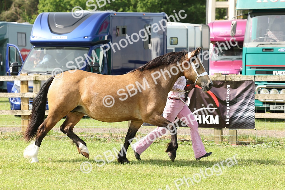 SBM_02125 - Class 6-13 - Mountatin and Moorland In Hand Welsh Breeds