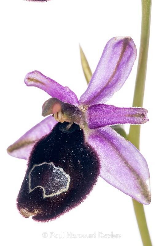  - WB: Orchids - Ophrys