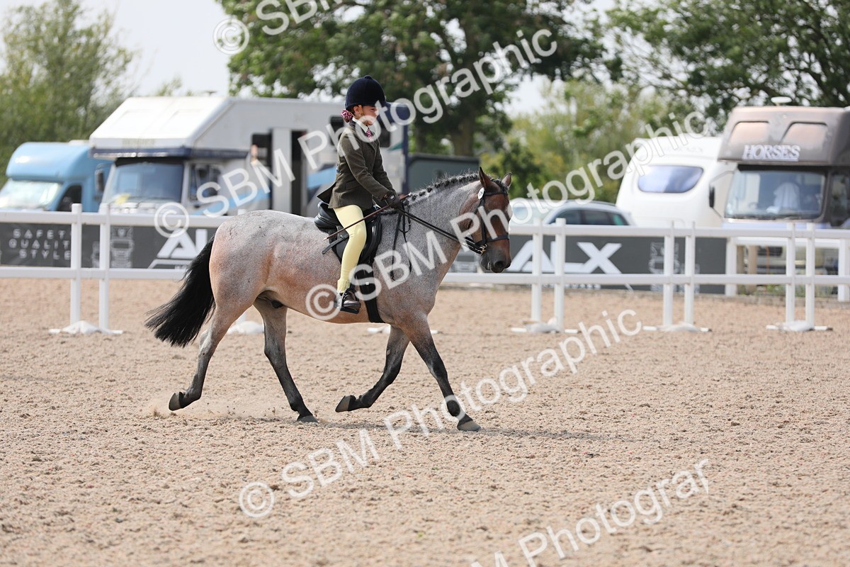 SBM_15582 - Class 311 Ridden Show Pony/ Show Hunter Pony