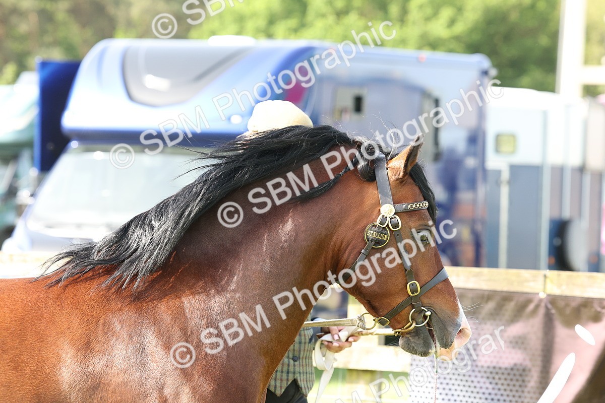 SBM_02044 - Class 6-13 - Mountatin and Moorland In Hand Welsh Breeds