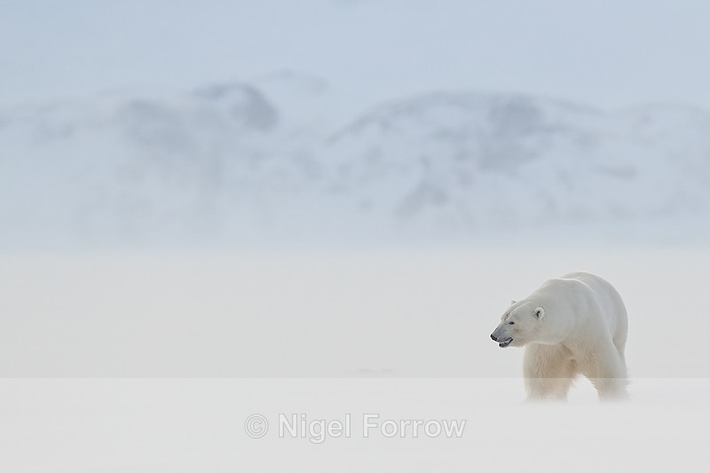 Male Polar Bear, blowing snow, Svalbard, Norway
