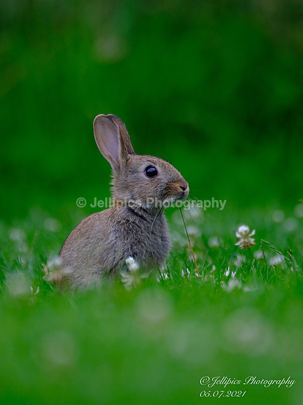  - Wildlife and Nature