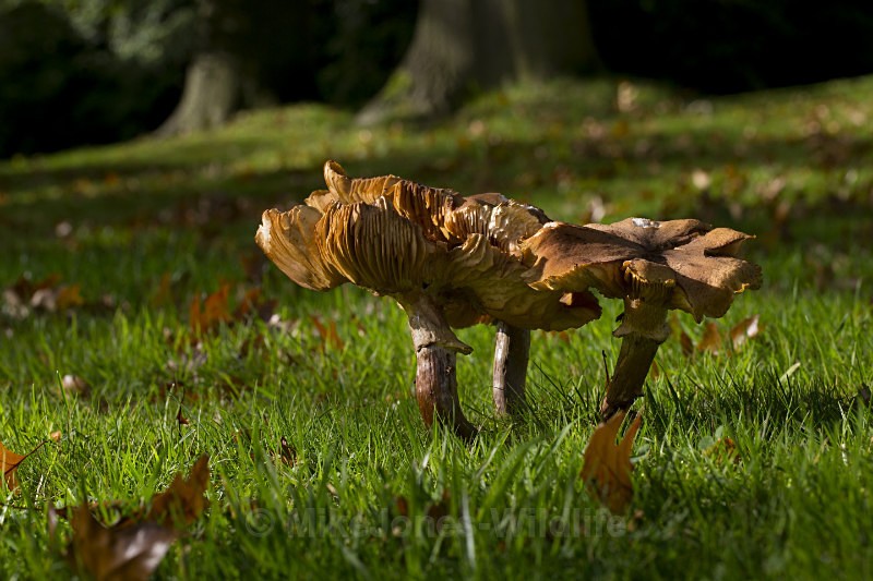Fungi, Cholmondeley Castle, Cheshire - FUNGI (MUSHROOM) IMAGES
