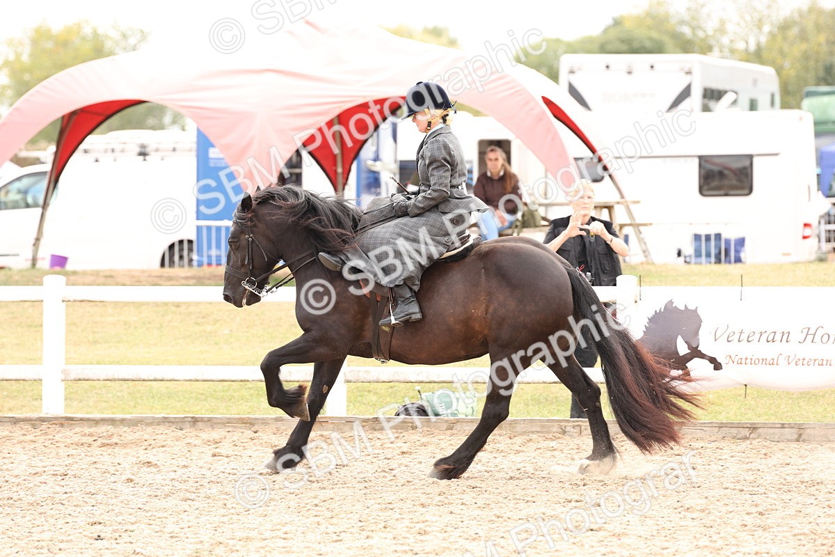 SBM_16407 - Class 211 - Best Side Saddle Horse - Pony