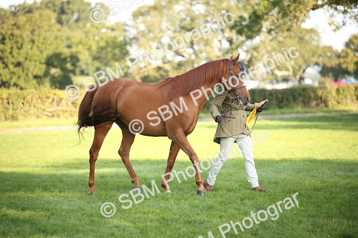 SBM_57597 - S50 - Foreign Breeds In Hand