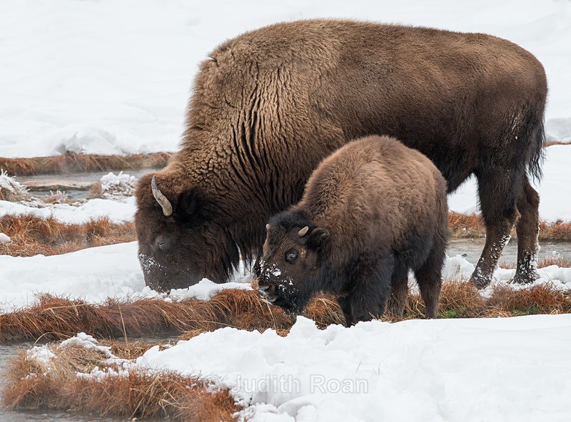 Bison and Calf - Yellowstone
