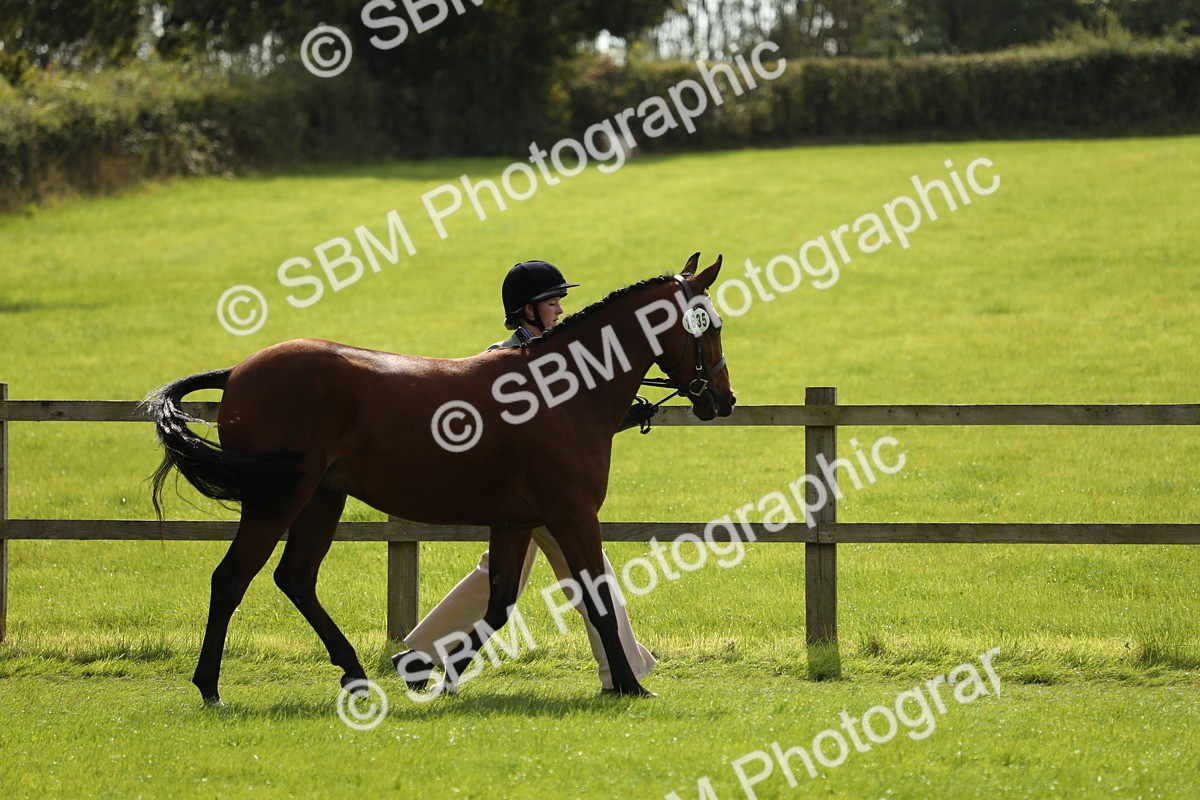 SBM_65566 - S48 - Show Pony & Show Hunter Pony In Hand
