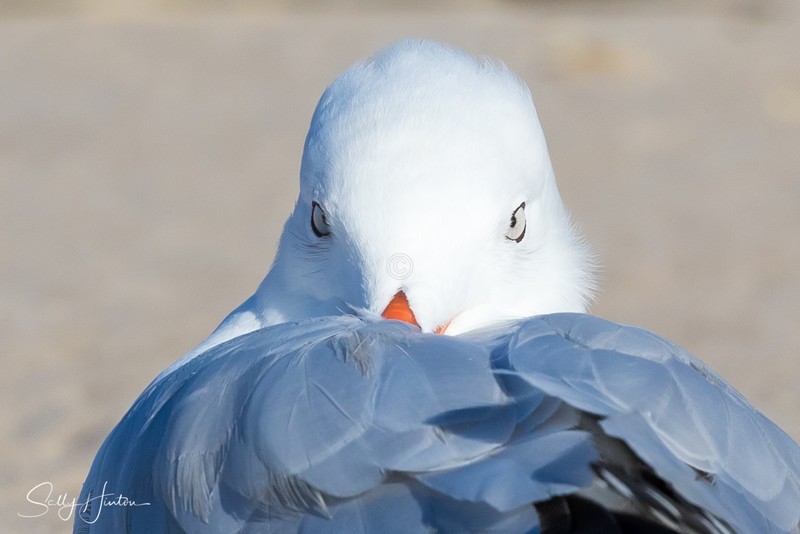 Gull Resting
