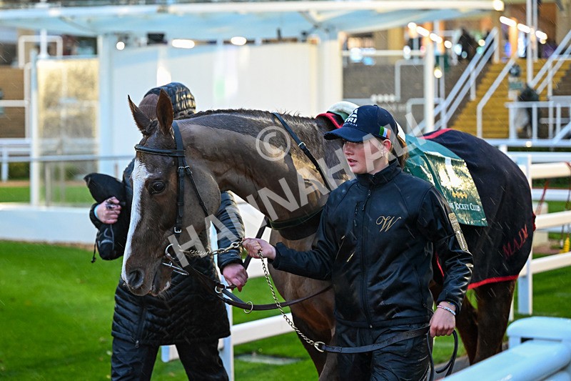 141125-Race 6-Quint Major-1176 - Race 6
