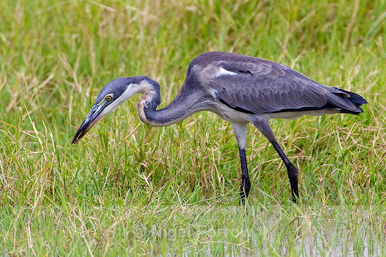 Black-headed Heron (juvenile) with food - Black-headed Heron