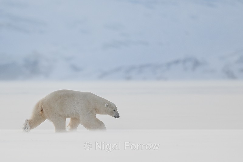 Male Polar Bear striding, Svalbard, Norway - Polar Bear