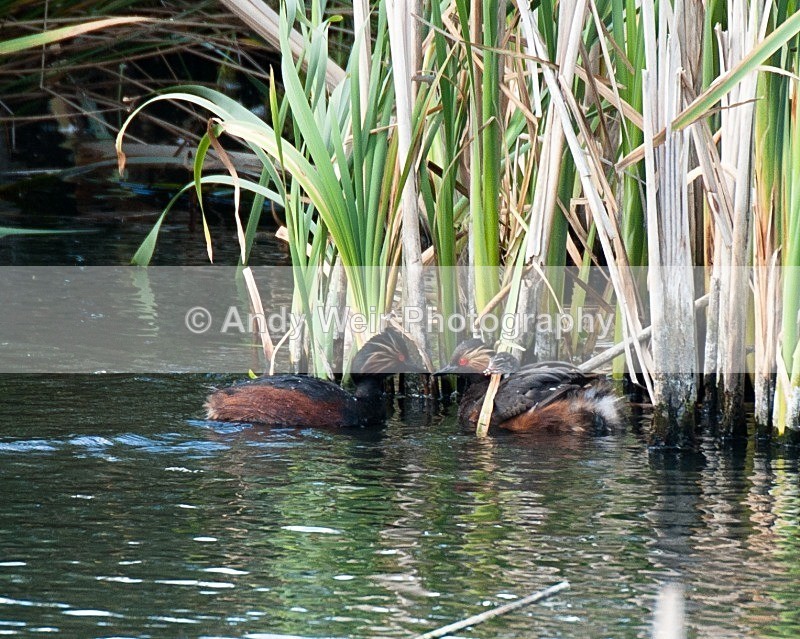 20080625-002 - Black-necked Grebe