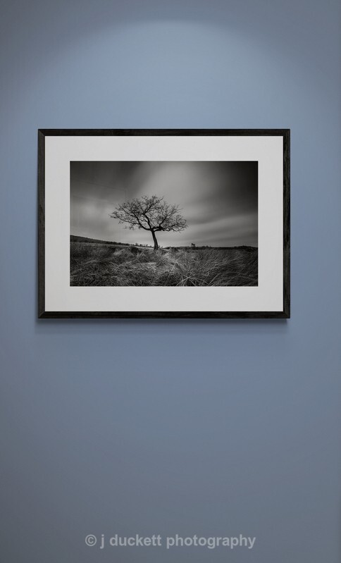 Lone Tree in the Peak District
