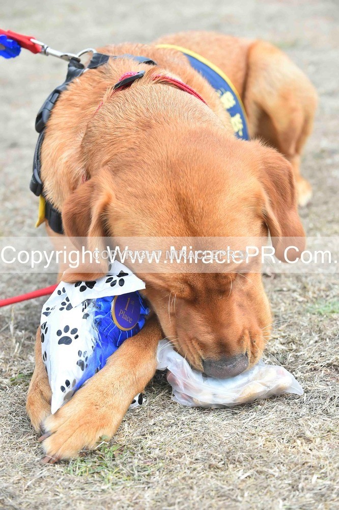 SH4_0316 - Dog show.
