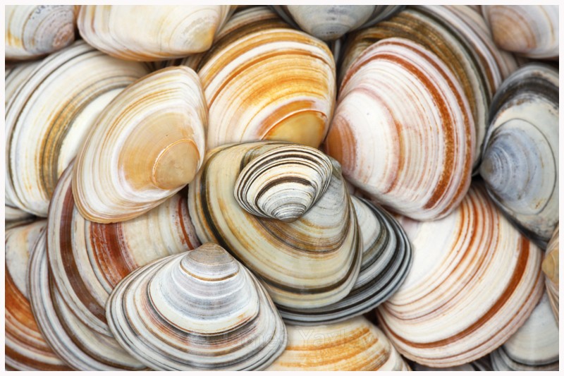 Stripey Trough Shells - Photography by Kate Yaxley
