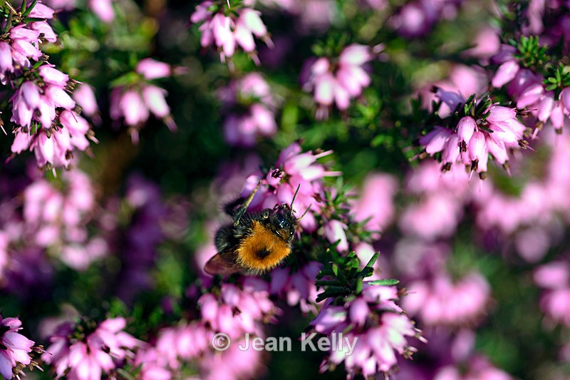 Bee on purple heather - DSC_6641_00024 - Insects