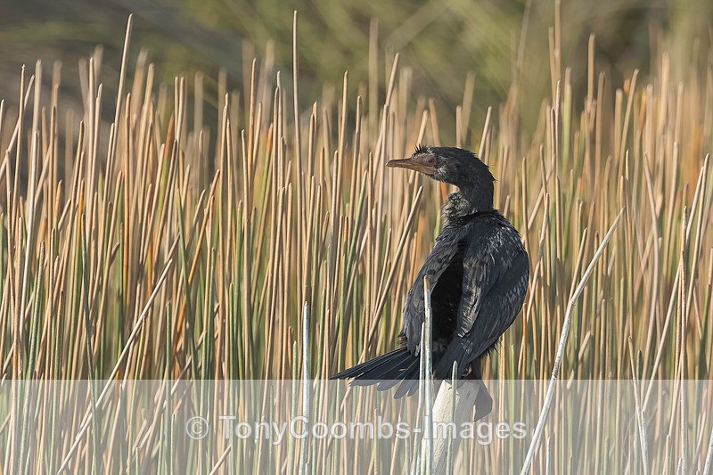 Reed Cormorant - Botswana ~ Birds