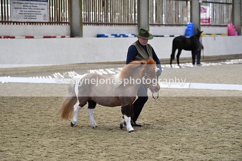 WJ5_4868 - Class 7 In hand coloured / odd coloured