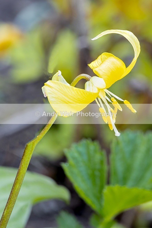 190420-untitled-1L4A0902-Edit-Edit-Edit - Plants & Flowers