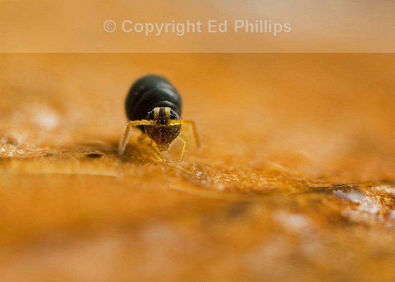 Sminthurinus igniceps