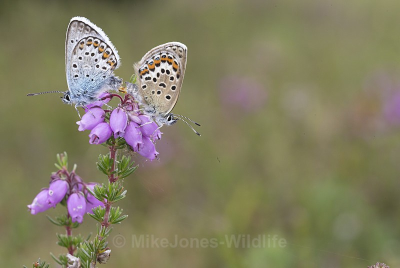 Pair of Silver Studded Blue butterflies mating at Prees Heath - New Butterflies from Prees Heath (Silver Studded Blue )