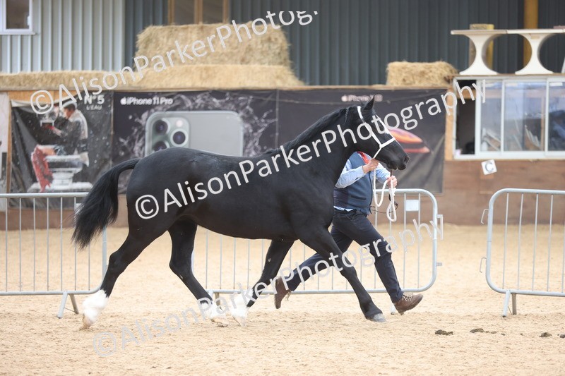 20251109-1145 - Championship