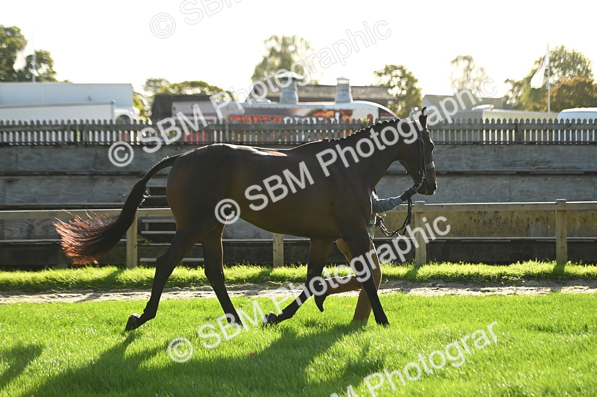 SBM_14713 - S1 - TSR in Hand Horse & Pony Showing