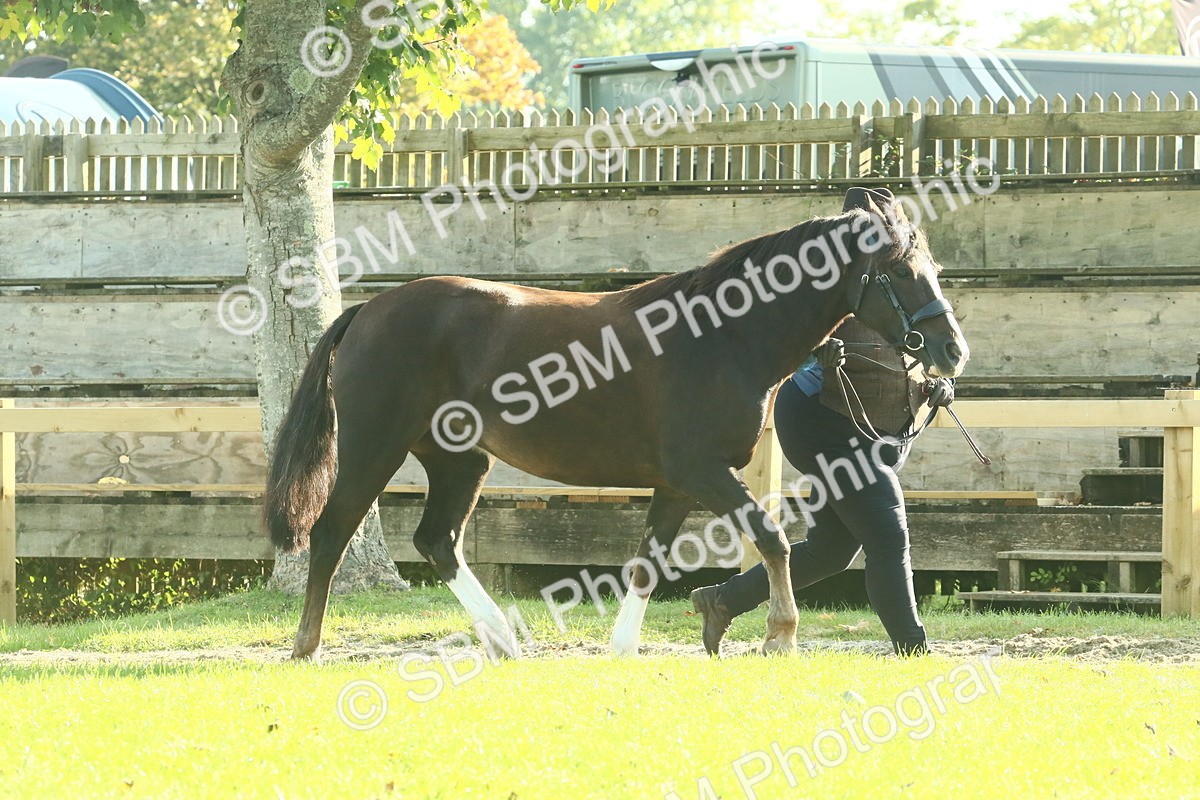 SBM_58554 - S37 - Starters In Hand Showing