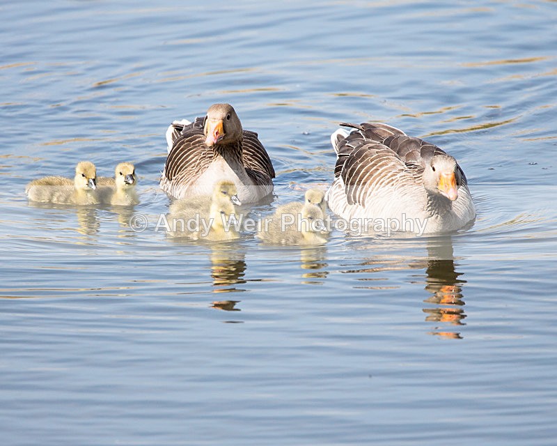 20140503-3K8A0916 - Geese
