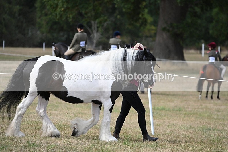 WJ6_6420 - Class 20 In-hand Cob