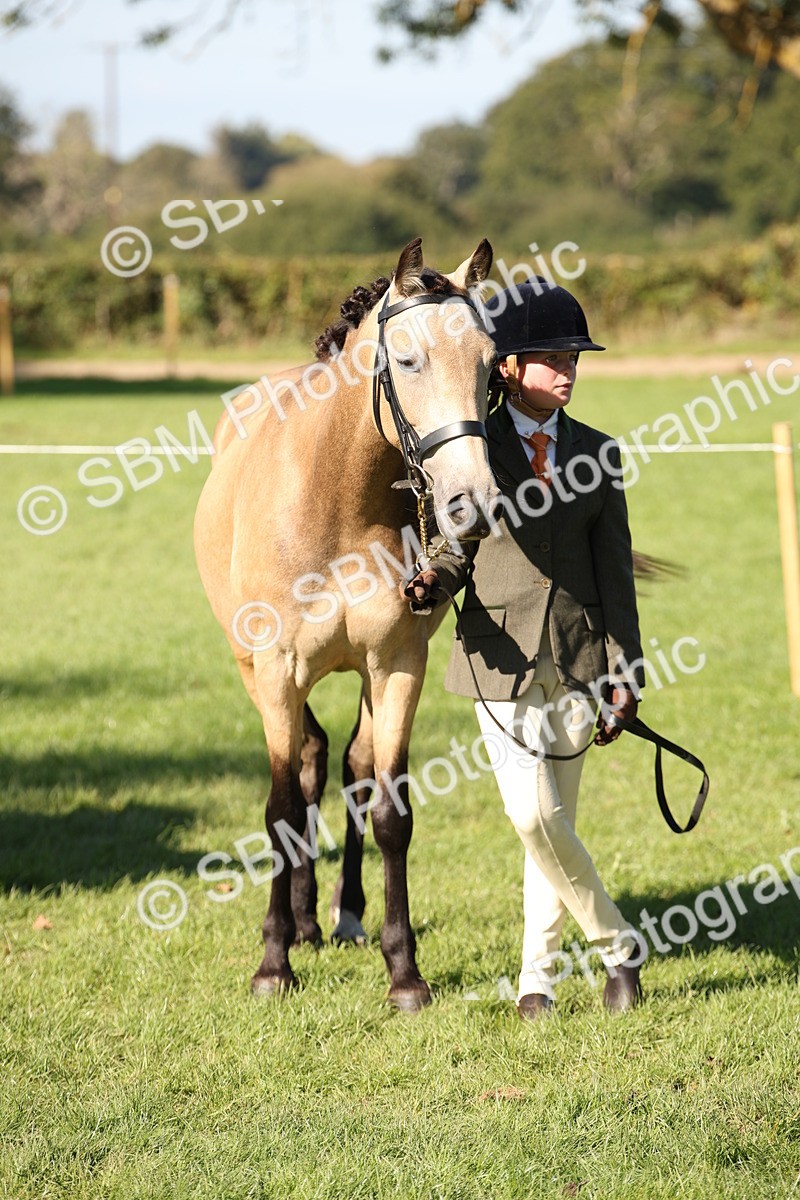 SBM_36677 - S10 - Best In Hand Horse & Pony