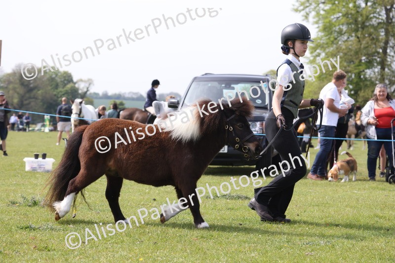 20260426-3184 - Class 26 - Shetland Ponies and Minitures