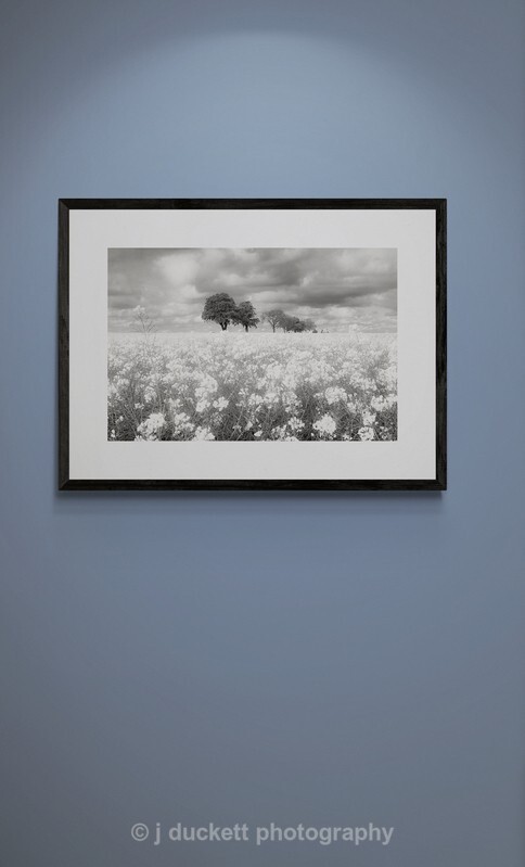  - Norfolk Rape Seed