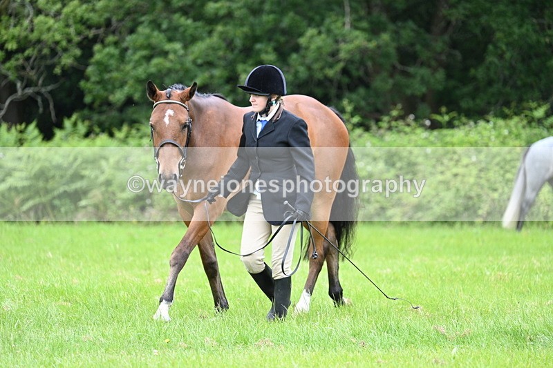WJ7_3807 - Class 14A Handsome Gelding