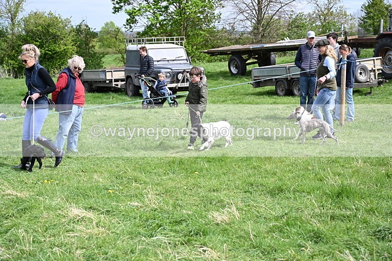 WJ6_8889 - Class 8 Best Working / Gun Dog or Bitch