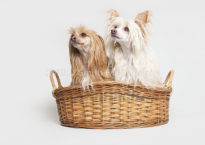 2SKJ5007 - Portraiture