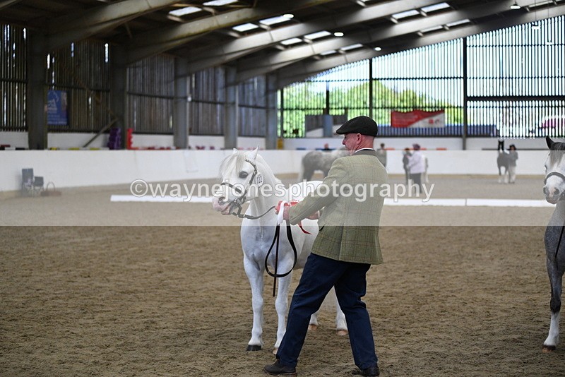 WJ5_5534 - Class 4 In hand M&M - small breeds