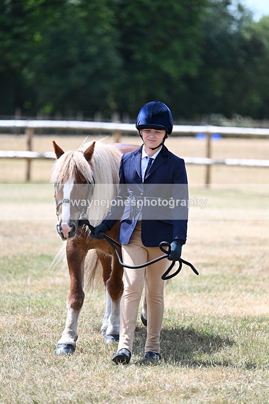 WJ7_2141 - Class 5 Most Handsome Gelding (up to 14.2hh) in hand