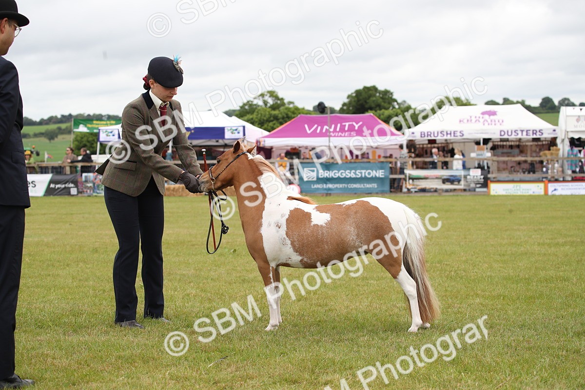 SBM_03995 - Class 23-25 - British Miniature Horse of the Year