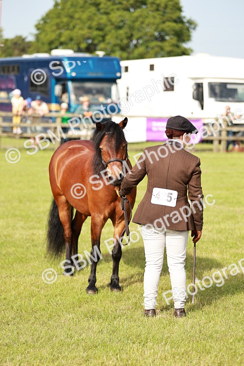 SBM_00536 - Class 14-23 - Mountain & Moorland In Hand Non Welsh