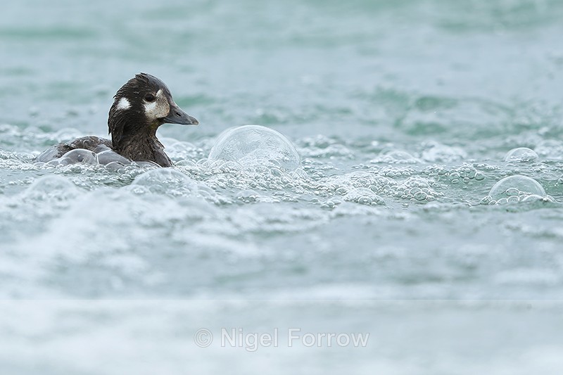 Harlequin Duck (female), frothy water, River Laxa, Iceland - Harlequin Duck