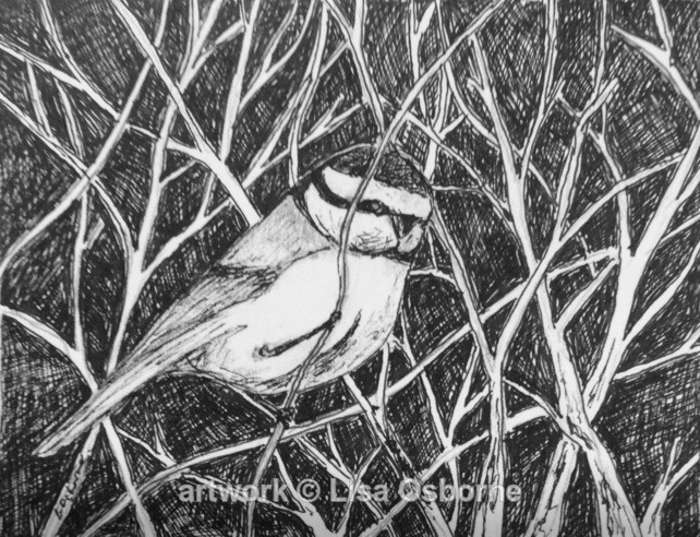 Blue tit - pen and ink - Animals
