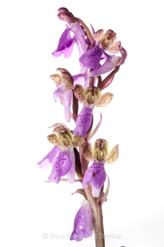  - WB: Orchids - Orchis