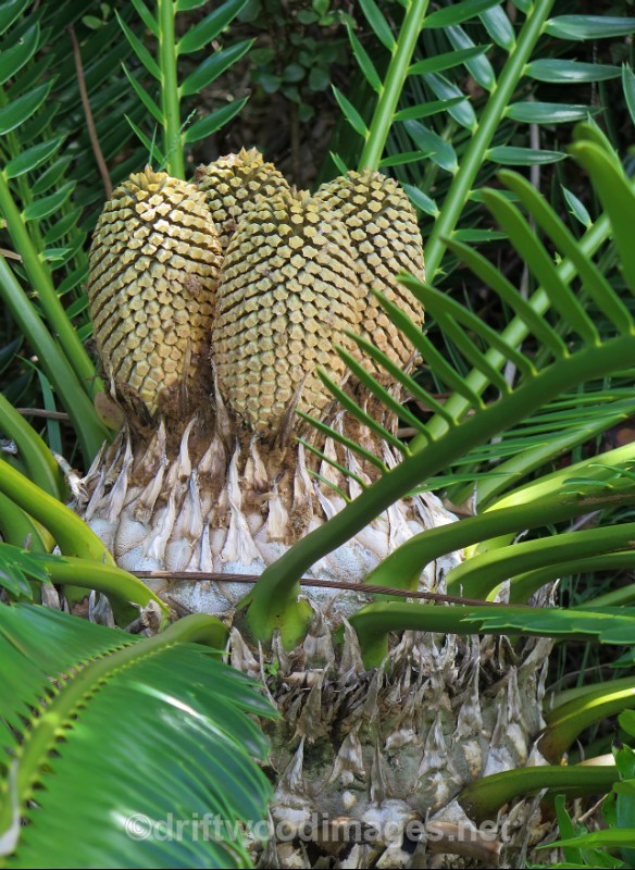 South Africa Cape Town National Botanical Garden cycads 3 - Cape Town, South Africa
